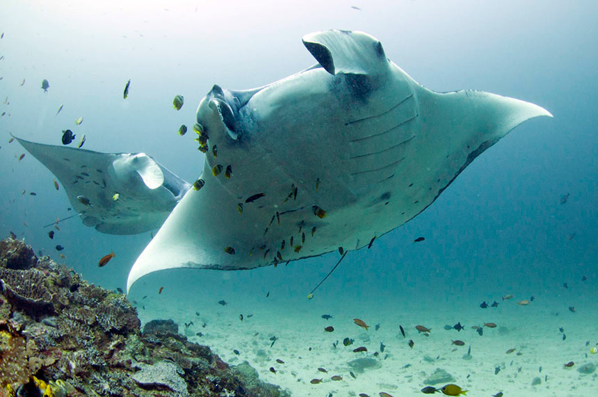 Krabi diving